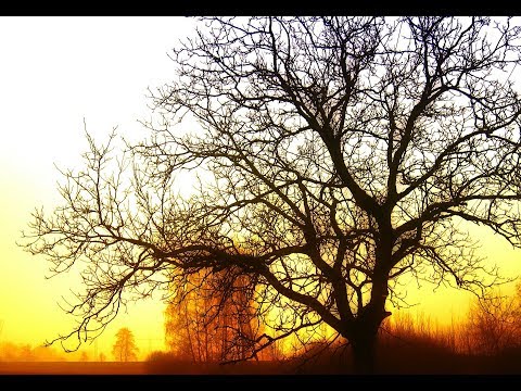 Josue Rodrigues - Carvalhos de justiça