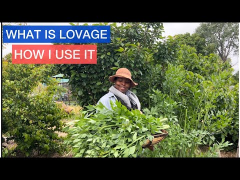 LOVAGE aka “MAGGI PLANT”