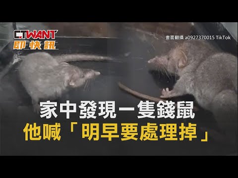夢見錢鼠
