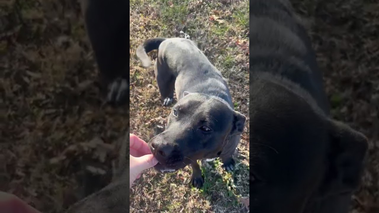 Enlarge Donut, a Adoptable Mixed Breed in Chattanooga, TN video 6/6