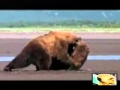 Rare footage of wild Bear Fight from "Grizzly Man" documentary, Best Fight Recorded