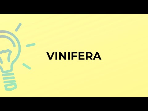 What is the meaning of the word VINIFERA?