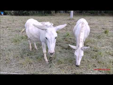 SORELLE ASINELLE E MUCCHE MULTIRAZZE AL PASCOLO. 6 - 6 - 2023.