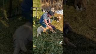 CAN A GOAT LEARN SOME  GOATS MANNERS ???#shorts  #goats  #anxiety