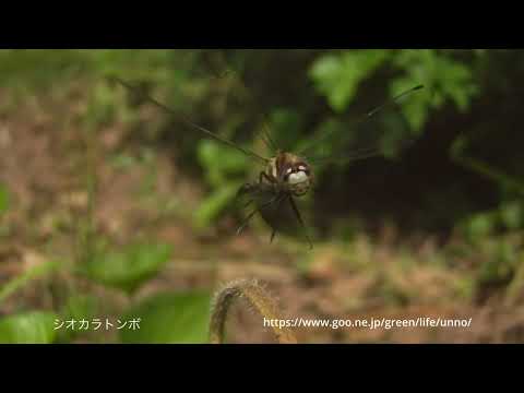 トンボの世界Chronos 2.1 スローモーション