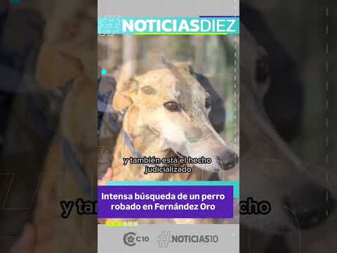 Intensa búsqueda de un perro robado en Fernández Oro