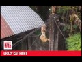Crazy Cat Fight On Rooftop