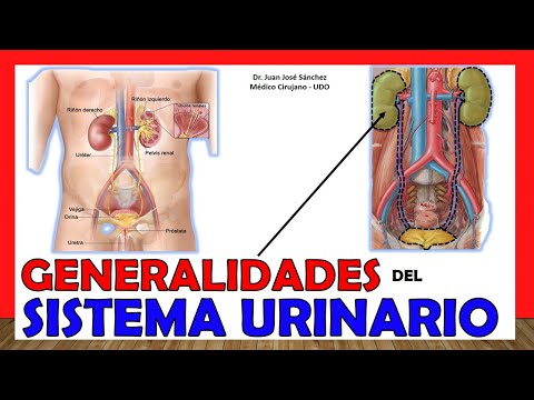 🥇 URINARY SYSTEM (EXCRETORY SYSTEM) in 12 Minutes!!. Easy and simple!