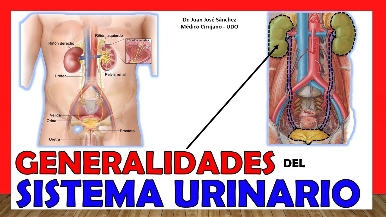 🥇 URINARY SYSTEM (EXCRETORY SYSTEM) in 12 Minutes!!. Easy and simple!