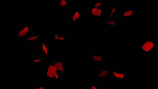 Red rose petals falling effect black background Free download overlay