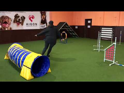 Monty - trénink Agility
