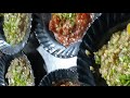 Hanji Tava Fry Music Streetfood Bollywood Trending Housemusic Bollywood