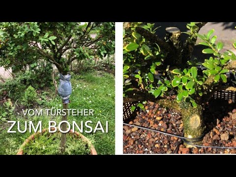 Abmoosung Buchsbaum / Easy Bonsai for beginners/Boxwood Airlayering/Bonsai oder Kleinholz 2022-20