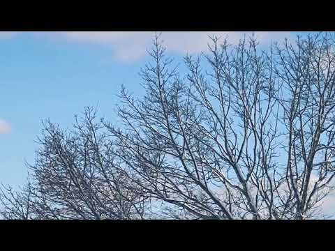 Snow Fall in Mayfield Ohio. Dec 2020