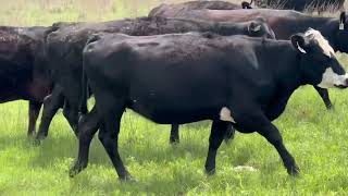 Fall calving angus cows I will sort off the few hereford Cows