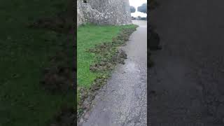 vergognoso-lo-stato-in-cui-e-ridotta-la-villa-comunale-per-colpa-di-un-cinghiale