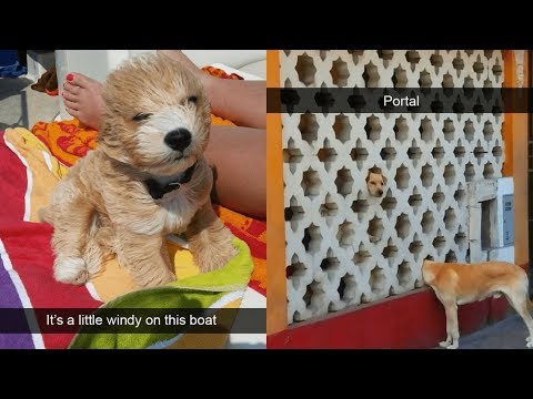 20+ Funniest Snapchat Captions From Pet Owners Video