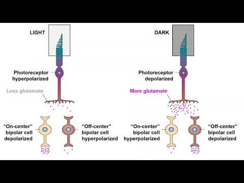 Receptive Fields and ON/OFF Center Bipolar Cells