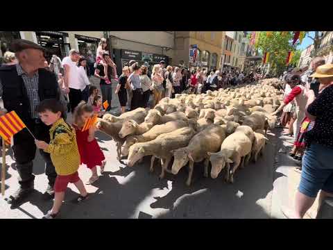1,000 sheeps flock the streets of Salon de Provence for the Transhumance
