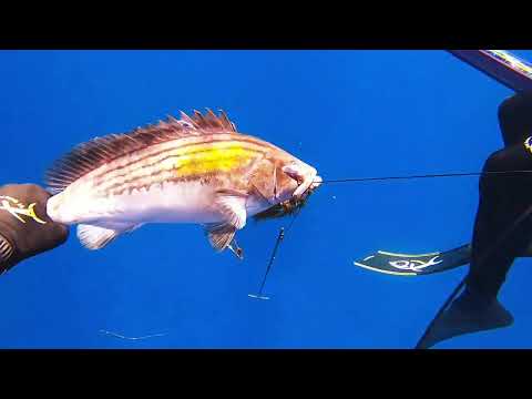 Ψαροτούφεκο / Spearfishing - Στείρες πολλές - Αύγουστος - Σεπτέμβριος 2023 - Ελεύθερο