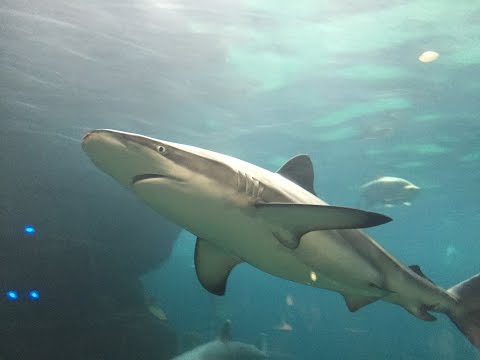 ドタブカ Dusky shark ＠須磨海浜水族園