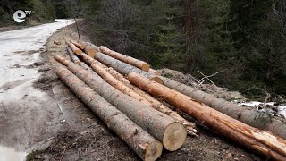 Цените на строителната дървесина започнаха да падат