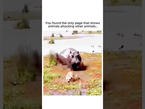Hippo Chases Hyena: A Wild Escape Attempt! #HippoVsHyena #WildlifeChase