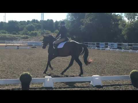 Jimmy - Summerhouse Dressage 080717