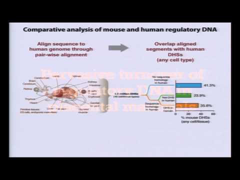 Integrative Analysis of Human and Mouse Regulomes - John Stamatoyannopoulos