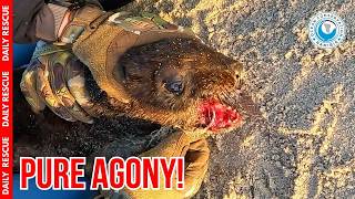 Removing a Dangerous Fishing Hook From a Seal's Mouth