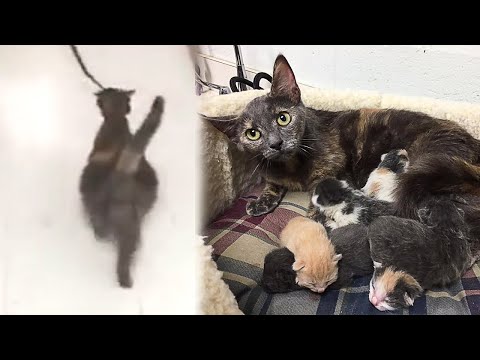 Very Pregnant Stray Cat Comes To Shelter To Give Birth In Safety
