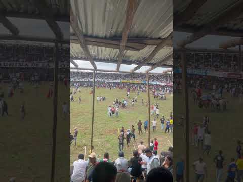 Toros en Corozal 2026 #ganaderia #corozal #colombia #caballos #sucre #caballo