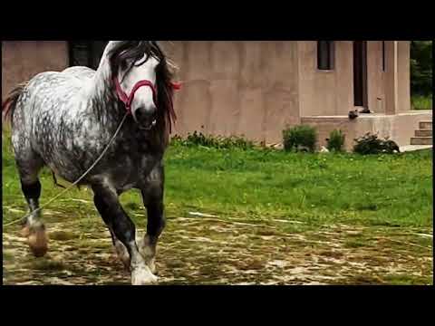 Armăsar sur superb #beautiful #horses #cai