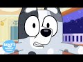 The Sleepover Full Episode Bluey S Bestest Friends Official Channel