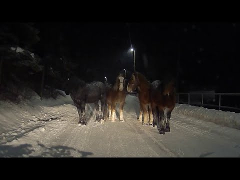 Hrubov - Kone na ceste 25. Január 2019