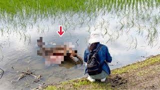 よく分からない生き物がウヨウヨいる田んぼで怪生物に遭遇しました( ´;ﾟ;ё;ﾟ;)
