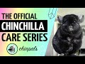 The Official Chinchilla Care Series - Introduction