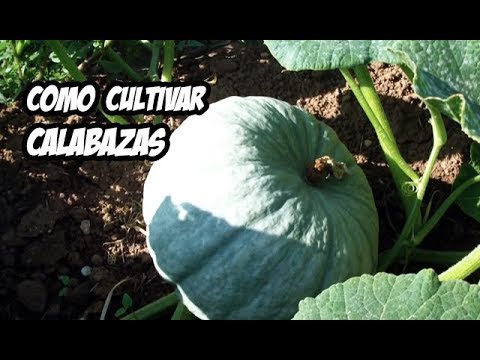 , title : 'Como Cultivar Calabaza o Zapallo | Huerto Organico'