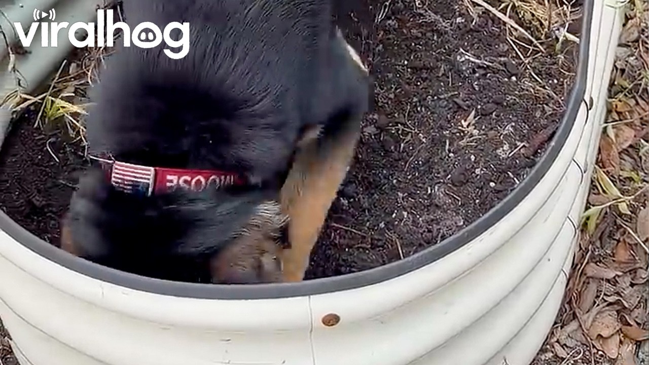 Goofy Dog Floops Out of Flower Bed || ViralHog