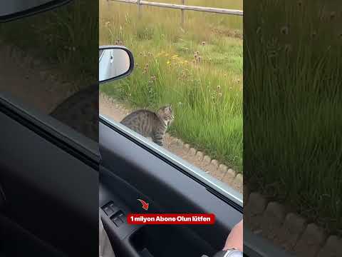 Kedi var ya çıldırıyor korna Yapmasaydın kedi sinirlisin