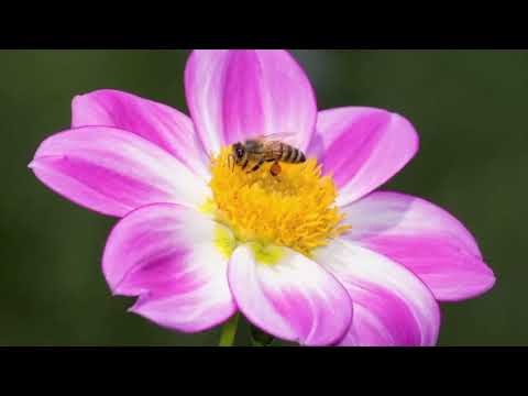 Opwekking 157 Ik verblijd mij zeer in de Heer