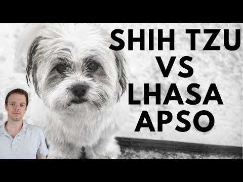 Lhasa Apso, Lhasa apso fogyás