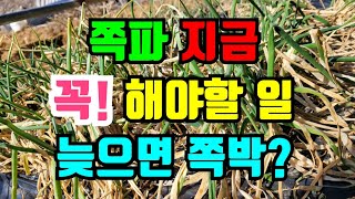 쪽파  3월에 해야할 2가지 일 / 병충해방제 및 웃거름주기 / 고자리파리 살충제