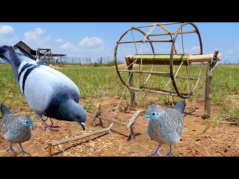 Unbelievably Helpful DIY Colored Pencil Bird Trap