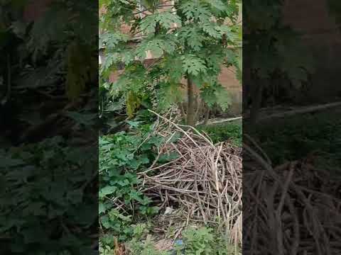 Plot of Land for Sale – Oba Goloba Area, Isolo, Lagos  📝 Description