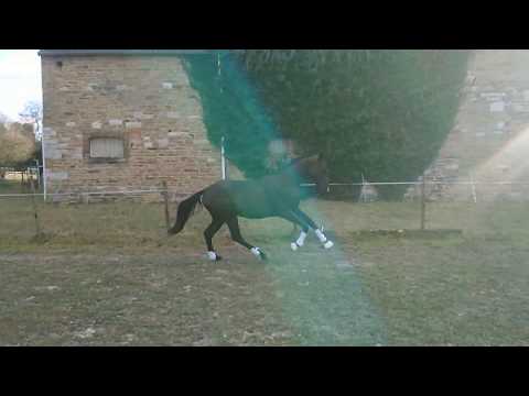 2017 Bon Coeur 1389 x Lord Loxley  stute  for sale .