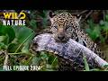 WILD CONGO The Lair Of King Kong And The Deadly Predators Naturedocumentaries