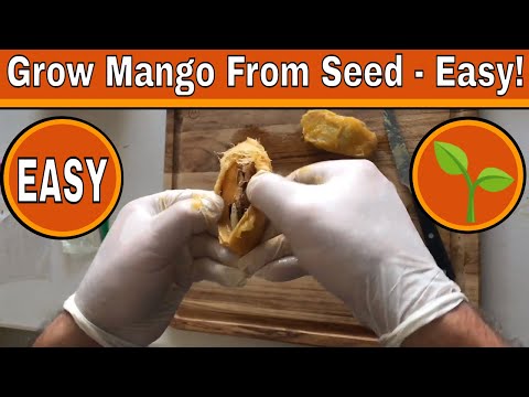 How To Grow A Mango Tree From Seed - Days 0-17