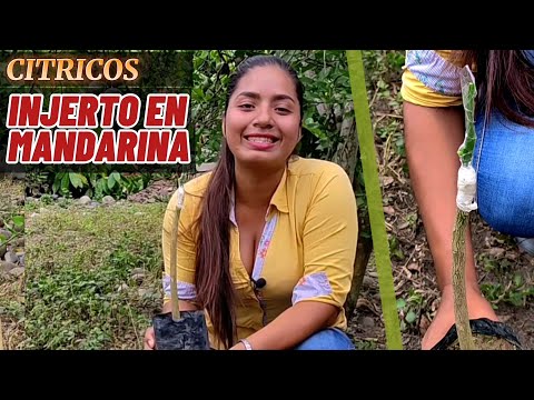 Injerto en cítricos. Aprende paso a paso como hacer un injerto en mandarina.