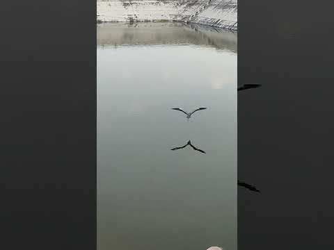 this bird lives in our pool! #bird #viralbirds #pool